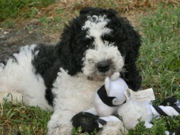 Spanischer Wasserhund mit FCI Stammbaum