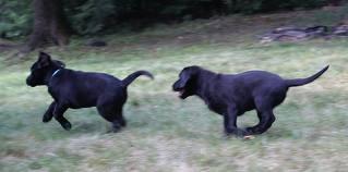 Labrador Welpen braun 10 Wochen 160, --