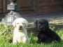 Labrador Welpen braun 10 Wochen 160, --
