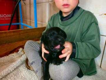 Briard - schwarze Welpen mit Stammbaum