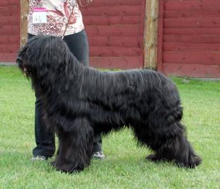 Briard - schwarze Welpen mit Stammbaum