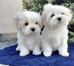 Superkleine Erh?ltlich Pomeranian Zwergs
