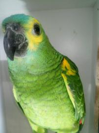 Amazonenpapagei