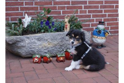Australian Shepherd Welpen