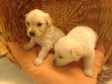 Golden Retriever Welpen