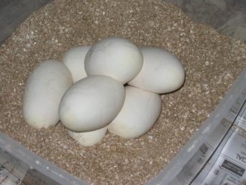 Gechelone radiata und andere Schildkr�te