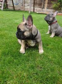 machos y hembras de bulldog franc