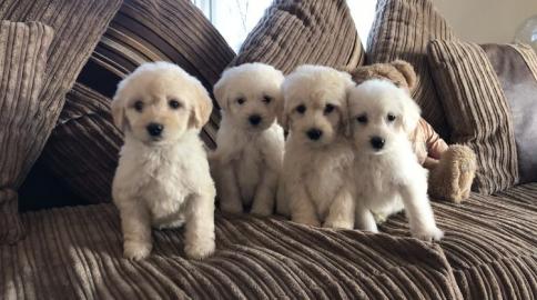 Sch?ne Labradoodle-Welpen
