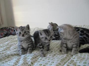 BKH B�rchen in silber-tabby,Whiskask�tzc