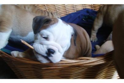 Bildsch�ne English-Bulldogge Welpen m.  P