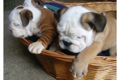 Bildsch�ne English-Bulldogge Welpen m.  P