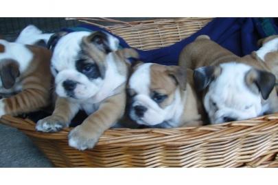 Bildsch�ne English-Bulldogge Welpen m.  P