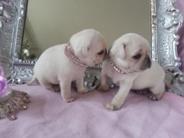 Reirassige Mops Welpen mit Papieren