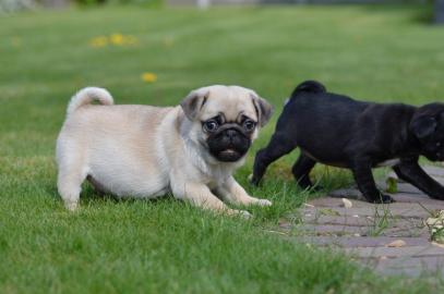 Reirassige Mops Welpen mit Papieren