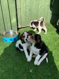 Sch?ne s??e Beagle Welpen