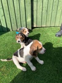 Sch?ne s??e Beagle Welpen