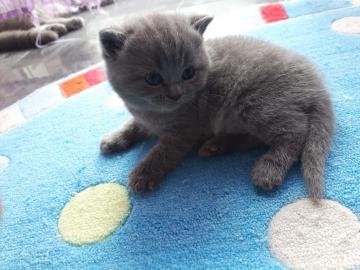 BKH Kitten mit Stammbaum BLUE / LILAC