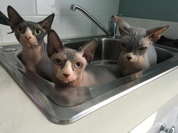 Weihnachtsgeschenk Sphynx K?tzchen