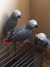Healthy African Grey Parrot