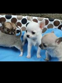 Mini Chihuahua Welpen