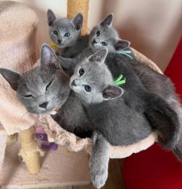 Blaue Russische K�tzchen suchen ein lieb