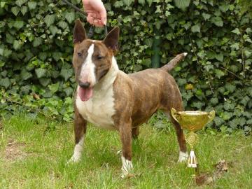Reinrassige Bullterrier Miniature