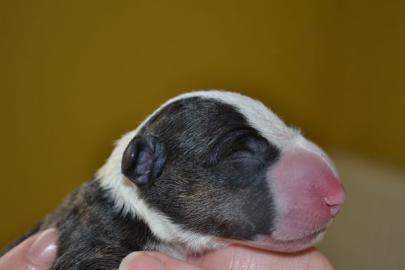 Reinrassige Bullterrier Miniature