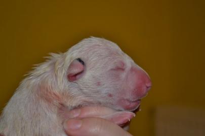 Reinrassige Bullterrier Miniature
