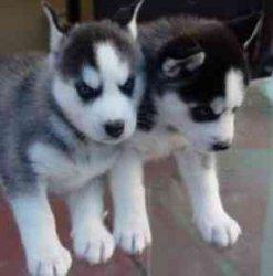 Husky-Welpen