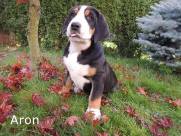 Grosser Schweizer Sennenhund Welpen FCI