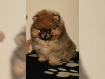 Wundersch�ne Pomeranian Zwergspitz welpe