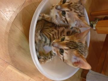 Kittens Von Tasha Wurf Abzugeben