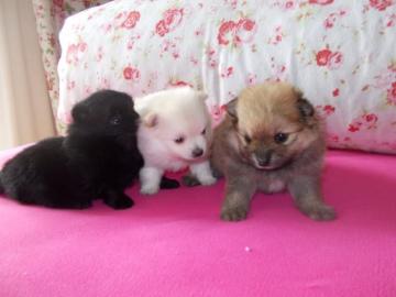 Zucker!! Zwergspitz / Pomeranian welpen