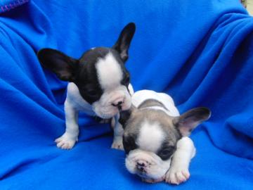 Franz�sische Bulldoggen Welpen 11 Wochen