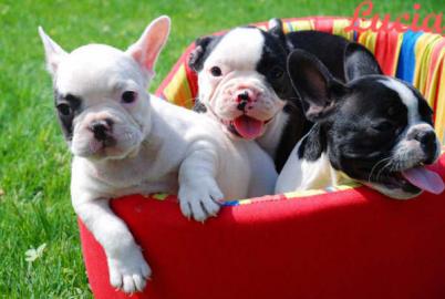 Franz�sische Bulldoggen Welpen 11 Wochen