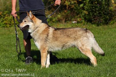 Tschechoslowakischer Wolfshund mit Pap. 