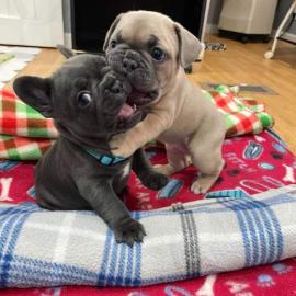 Wundersch?ne franz?sische Bulldoggenwelp