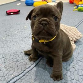 Wundersch?ne franz?sische Bulldoggenwelp