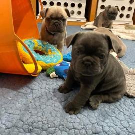 Wundersch?ne franz?sische Bulldoggenwelp