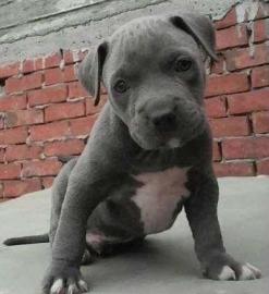 American Welpen Blue-Line Pit Bull