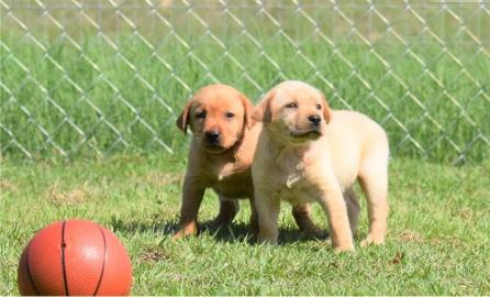 Labrado Retriever puppies