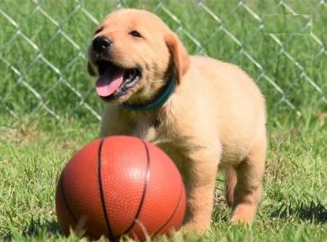 Labrado Retriever puppies