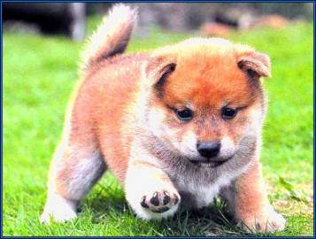Shiba-inu welpen