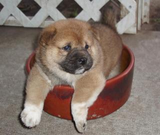 Shiba-inu welpen