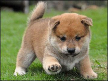 Shiba-inu welpen