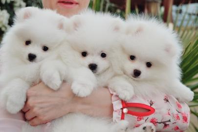 Pomeranian Zwerg spitz welpen