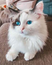 Blue Eyes Ragdoll-K?tzchen suchen eine