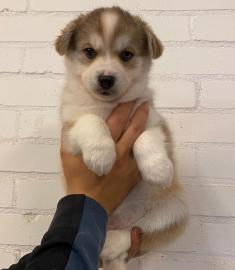 Gesunde, zu Hause aufgezogene Pomsky-Wel