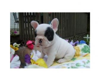 Reinrassige Franz�sisch Bulldogge Welpen