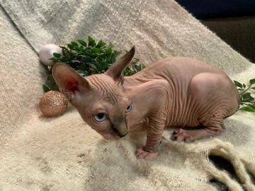 Sphynx Katzchen abgabebereit mit Stammba